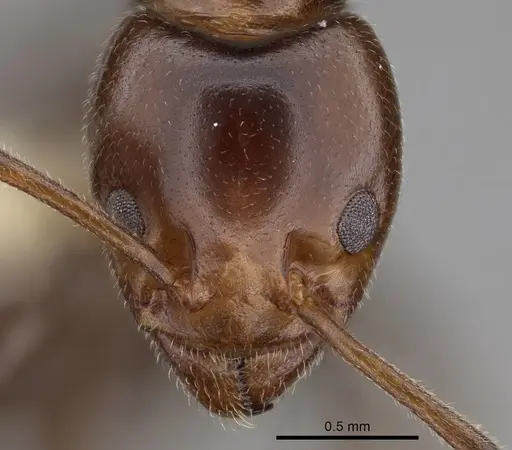 Papyrius nitidus - CASENT0249756