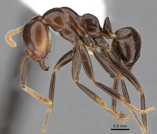 Papyrius nitidus - CASENT0249756