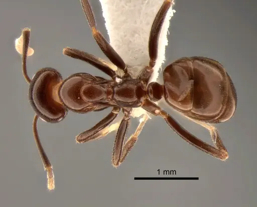 Papyrius nitidus - CASENT0886964