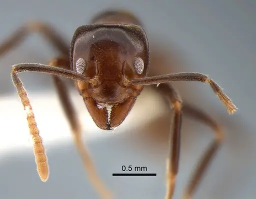 Papyrius nitidus - CASENT0886964