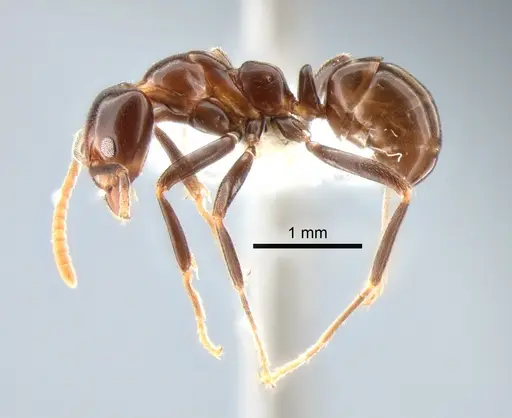 Papyrius nitidus - CASENT0886964