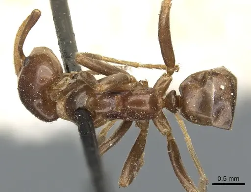 Papyrius nitidus - CASENT0902997