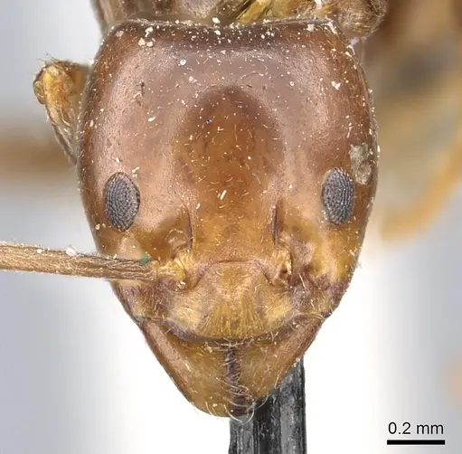 Papyrius nitidus - CASENT0902997