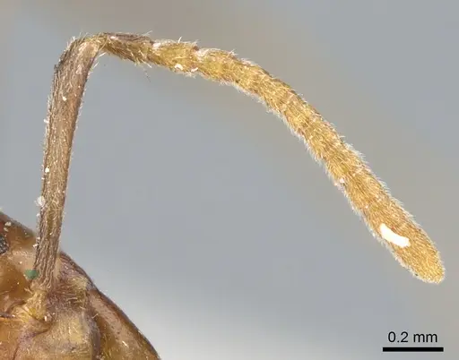 Papyrius nitidus - CASENT0902997