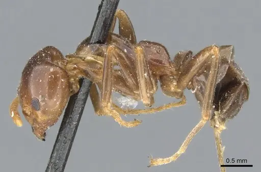 Papyrius nitidus - CASENT0902997