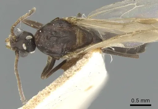 Papyrius nitidus - CASENT0903664