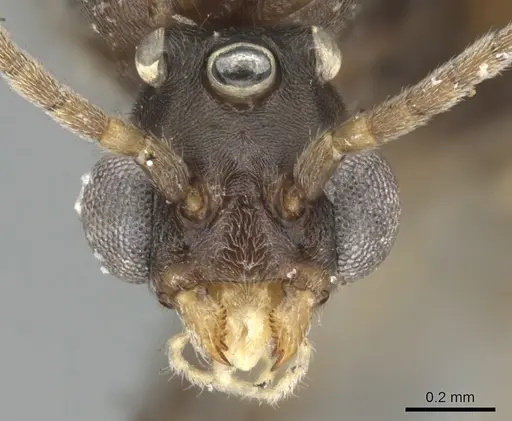 Papyrius nitidus - CASENT0903664