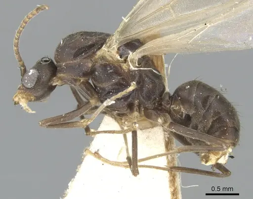 Papyrius nitidus - CASENT0903664