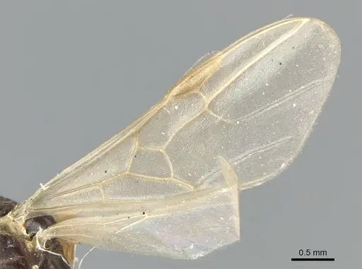 Papyrius nitidus - CASENT0903664