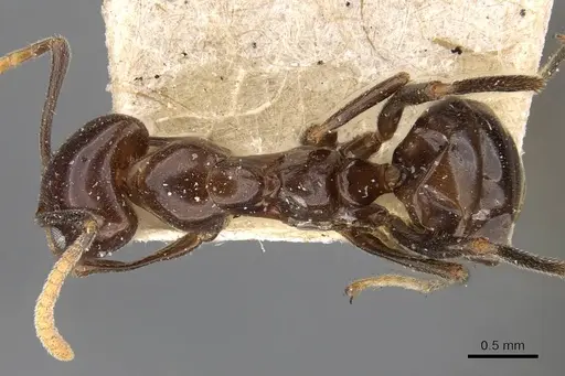 Papyrius nitidus - CASENT0909552