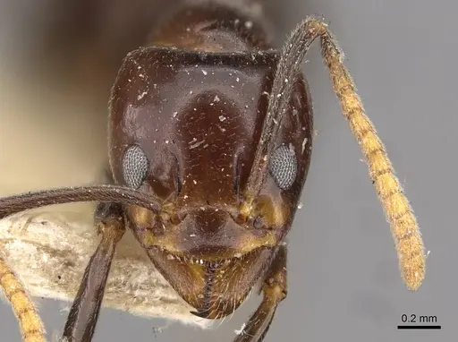 Papyrius nitidus - CASENT0909552