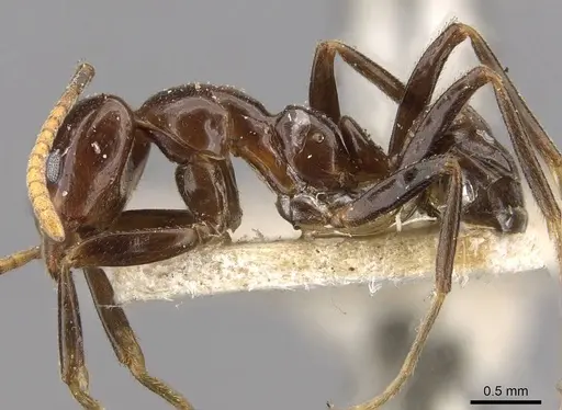 Papyrius nitidus - CASENT0909552