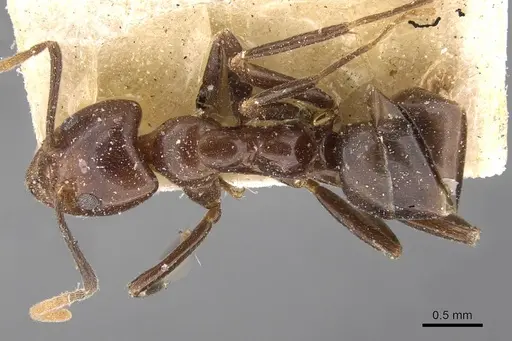 Papyrius nitidus - CASENT0909553