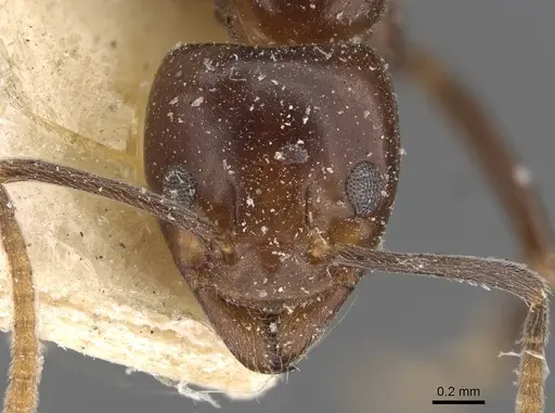 Papyrius nitidus - CASENT0909553