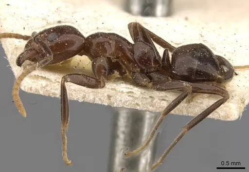 Papyrius nitidus - CASENT0909553