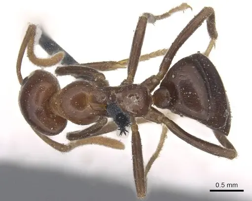 Papyrius nitidus - CASENT0915546