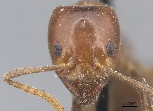 Papyrius nitidus - CASENT0915546