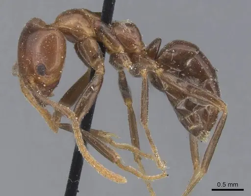 Papyrius nitidus - CASENT0915546