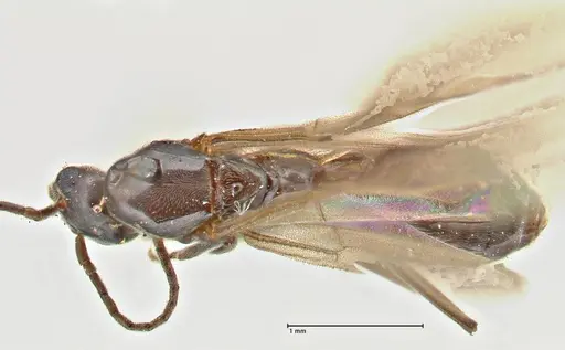 Papyrius nitidus - FOCOL2841