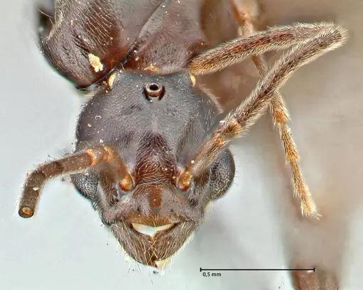 Papyrius nitidus - FOCOL2841