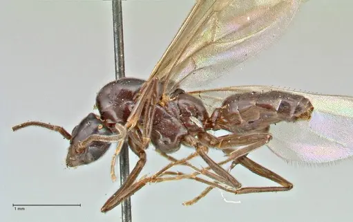 Papyrius nitidus - FOCOL2841