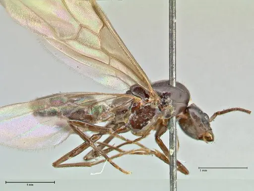 Papyrius nitidus - FOCOL2841
