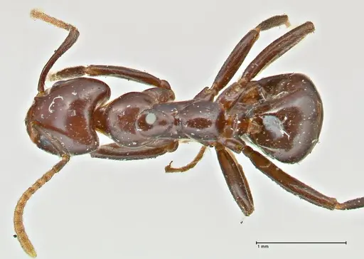 Papyrius nitidus - FOCOL2842