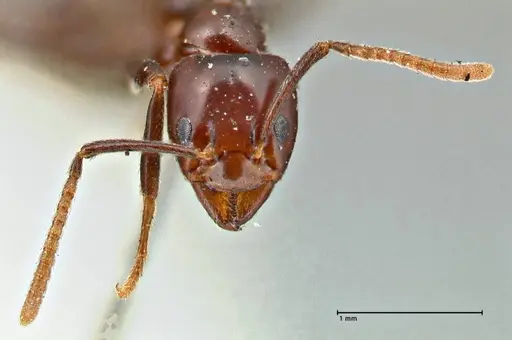 Papyrius nitidus - FOCOL2842