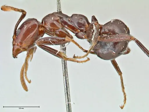 Papyrius nitidus - FOCOL2842