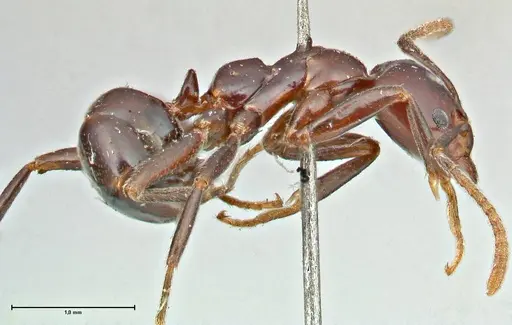 Papyrius nitidus - FOCOL2842