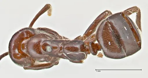 Papyrius nitidus - FOCOL2843