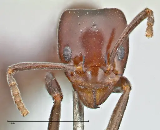 Papyrius nitidus - FOCOL2843