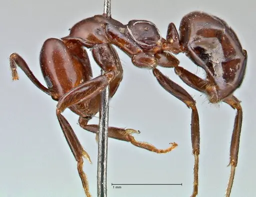 Papyrius nitidus - FOCOL2843