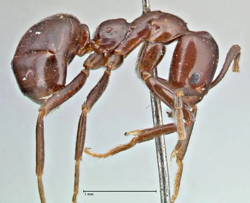 Papyrius nitidus - FOCOL2843