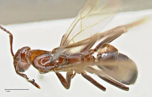 Papyrius nitidus - FOCOL2844