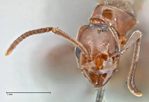 Papyrius nitidus - FOCOL2844