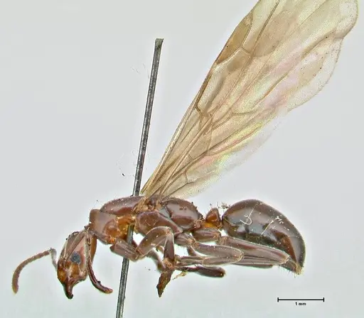 Papyrius nitidus - FOCOL2844