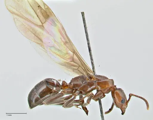 Papyrius nitidus - FOCOL2844