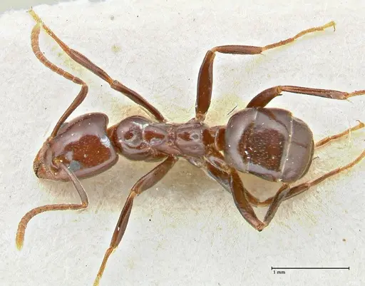 Papyrius nitidus - FOCOL2845
