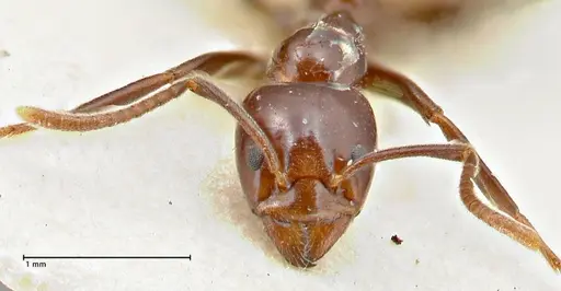 Papyrius nitidus - FOCOL2845