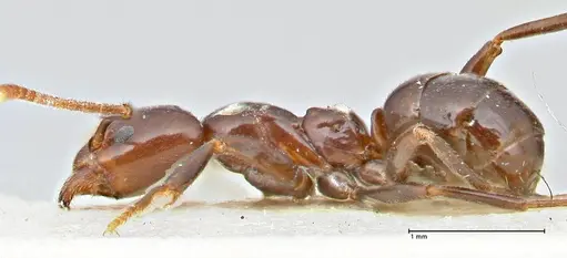 Papyrius nitidus - FOCOL2845