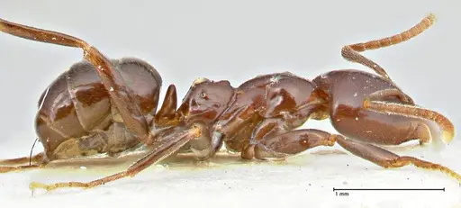 Papyrius nitidus - FOCOL2845