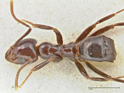 Papyrius nitidus - FOCOL2846