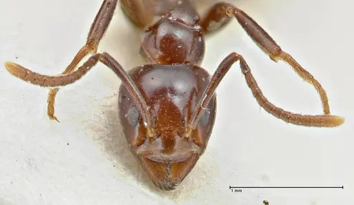 Papyrius nitidus - FOCOL2846