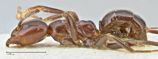 Papyrius nitidus - FOCOL2846