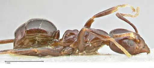 Papyrius nitidus - FOCOL2846