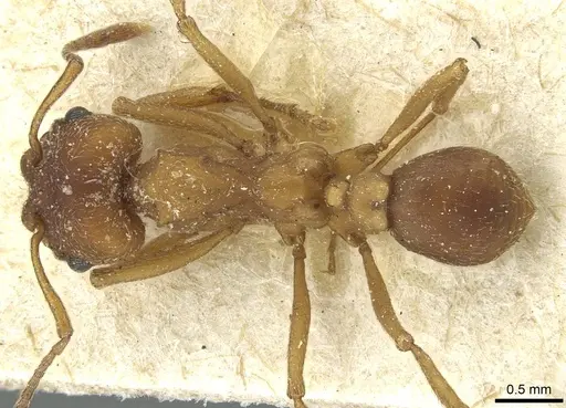 Paramycetophylax bruchi specimen