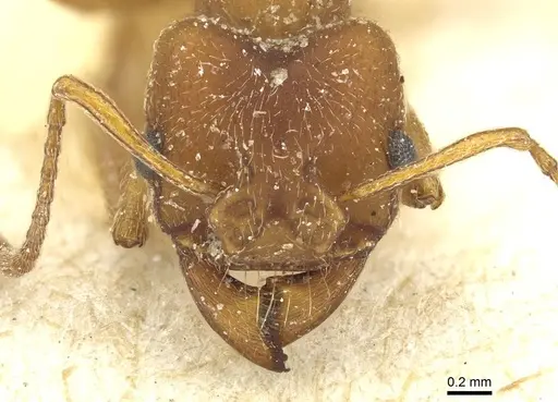 Paramycetophylax bruchi specimen