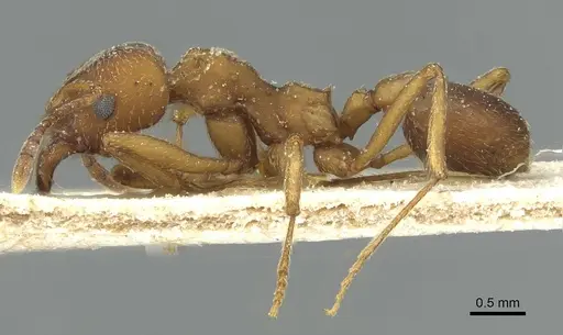 Paramycetophylax bruchi specimen