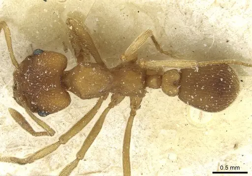 Paramycetophylax bruchi - CASENT0912503